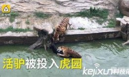 长春动物园爆料案件最新,惊曝动物虐待事件引发社会关注