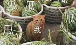 最新的黄色瓜爆料,最新黄色瓜内幕，真相令人震惊！