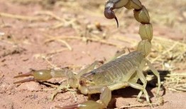 小蝎子大爆料最新,小蝎子大爆料，明星幕后真相大曝光！