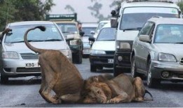 狮子最新爆料,娱乐圈背后的惊人真相